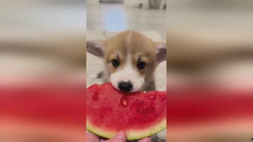 吃瓜小狗特效怎么做视频,轻松制作“吃瓜小狗特效”视频教程