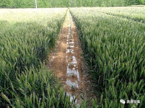 品尝吃瓜视频,跟随吃瓜视频探寻美食新天地