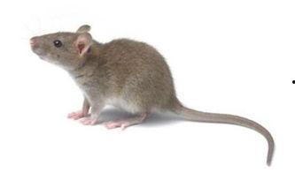 小老鼠吃米瓜视频,小老鼠的米瓜美食之旅