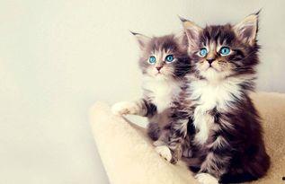 北方的猫吃瓜视频,北方猫咪的夏日“瓜”趣时光