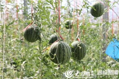 河北涿鹿吃瓜事件视频曝光,一场引发网友热议的网络狂欢