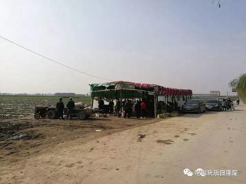 河北安新县吃瓜事件视频,一场网络热议的乡村奇观
