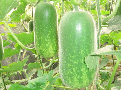 八洋庄吃瓜视频大全集,揭秘娱乐圈幕后风云