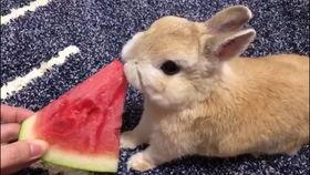 小兔子吃葫芦瓜的视频大全,葫芦瓜美食之旅