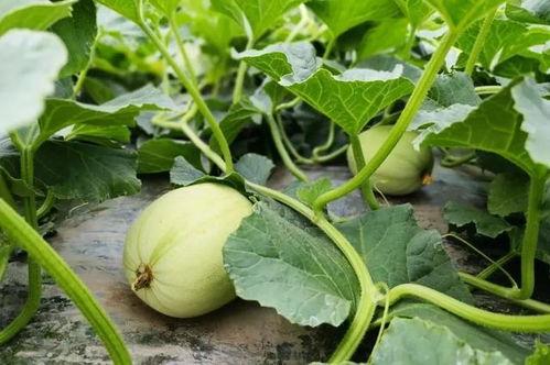 北湖吃瓜的原视频,揭秘网红美食背后的故事