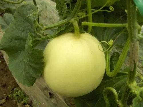 农村儿童节吃瓜视频,共享夏日清凉时光