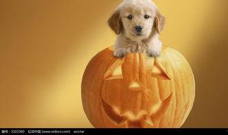 小狗吃葫芦瓜的视频大全,小狗大快朵颐葫芦瓜视频集锦