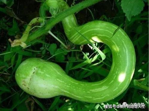 印度大妈吃蛇瓜视频,惊险滋味引网友热议